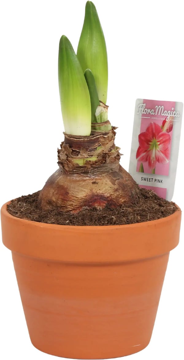 Bild 1 von Amaryllis im 15 cm Tontopf