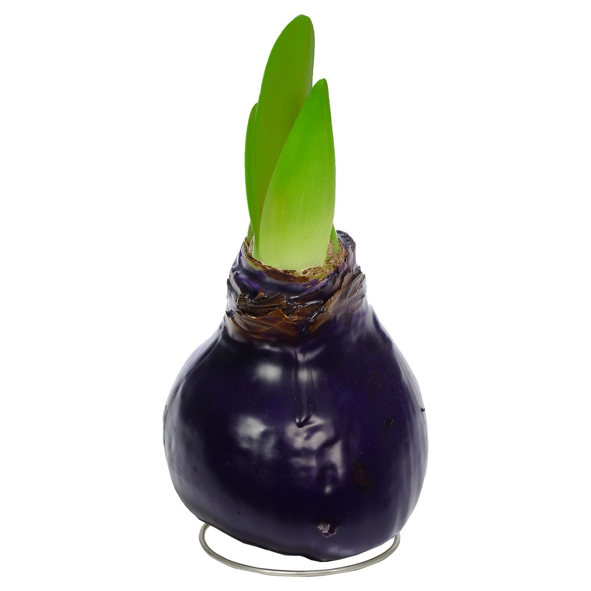 Bild 3 von GARDENLINE Amaryllis in Wachs