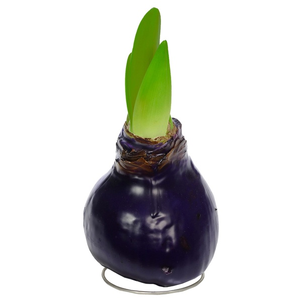 Bild 3 von GARDENLINE Amaryllis in Wachs