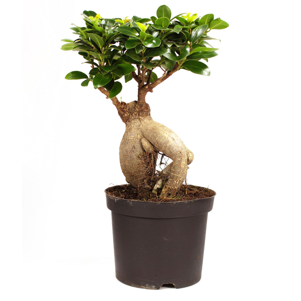GinsengBonsai von Mein schöner Garten für 36,99 € ansehen!