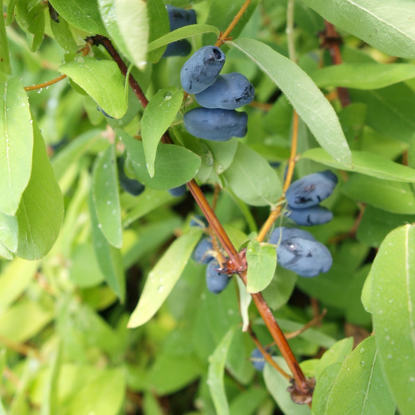 Honigbeere 'Myberry Bee' von Mein schöner Garten für 6,59 € ansehen!