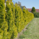 Bild 1 von Lebensbaum 'Golden Smaragd®'