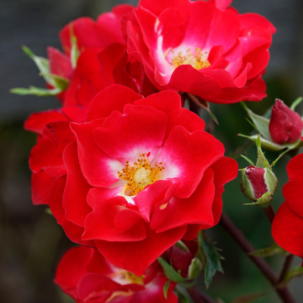 Bild 1 von Strauchrose Rosy Boom® , Rot