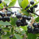 Bild 1 von Apfelbeere 'Hugin'