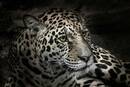 Bild 1 von Kollektion Wiedemann Bild &quot;LEOPARD 2&quot;,...