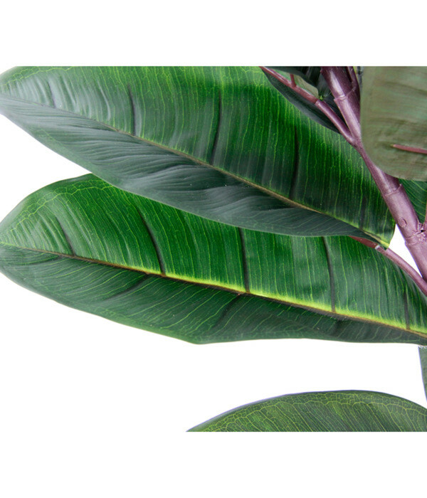 Bild 3 von I.GE.A Kunstpflanze Gummibaum im Wasserhyazinthentopf, ca. H84 cm