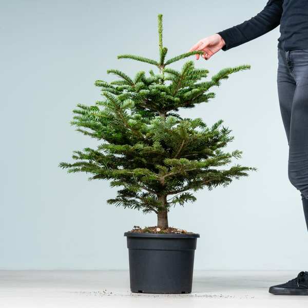 BIO Weihnachtsbaum im Topf von Blume2000 ansehen!