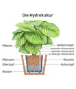 Bild 2 von Fensterblatt - Monstera deliciosa, Hydrokultur