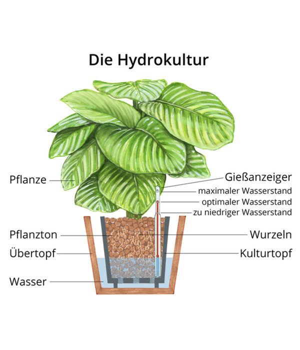Bild 2 von Fensterblatt - Monstera deliciosa, Hydrokultur