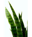 Bild 3 von I.GE.A Kunstpflanze Sansevieria im Kunststofftopf, ca. H75 cm