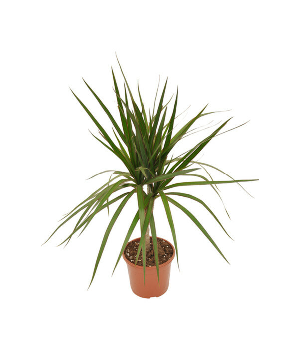 Bild 3 von Zimmerpflanzen-Set Drachenhöhle, 4-teilig