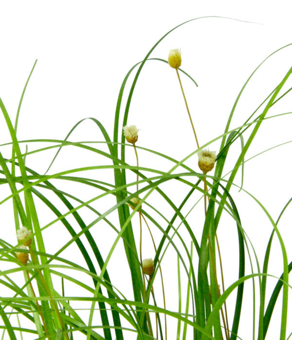 Bild 3 von I.GE.A Kunstpflanze Goldfruchtpalme Phoenix im Kunststofftopf, ca. H35 cm