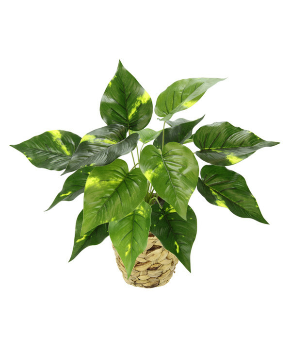 Bild 2 von I.GE.A Kunstpflanze Pothos im Wasserhyazinthentopf, ca. H40 cm