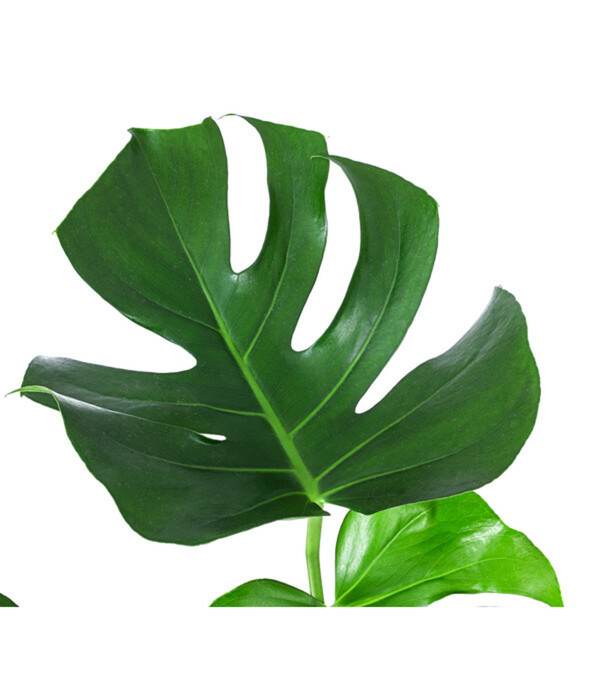 Bild 3 von Fensterblatt - Monstera deliciosa, Hydrokultur