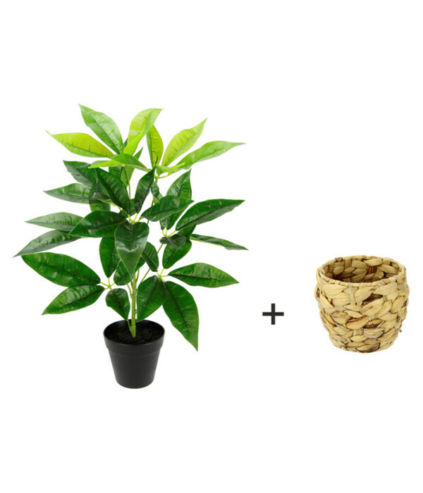 Bild 2 von I.GE.A Kunstpflanze Schefflera im Wasserhyazinthentopf, ca. H48 cm