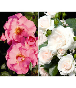 Rosen-Set Pflegeleicht, rosa/weiß, 2-teilig
