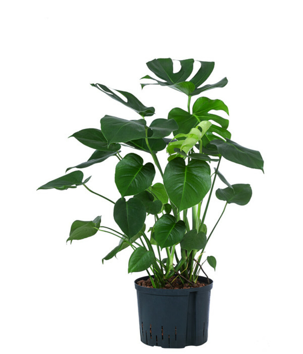 Bild 1 von Fensterblatt - Monstera deliciosa, Hydrokultur