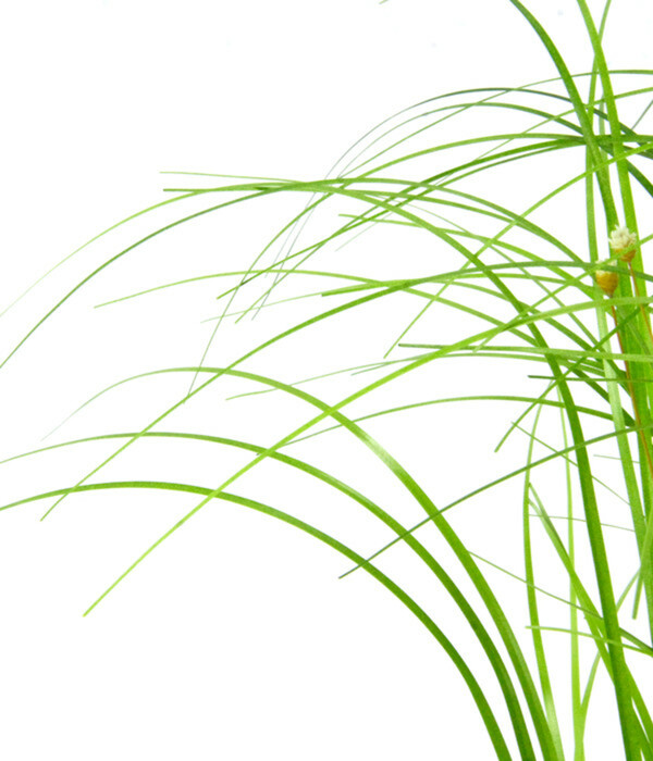 Bild 2 von I.GE.A Kunstpflanze Goldfruchtpalme Phoenix im Kunststofftopf, ca. H35 cm