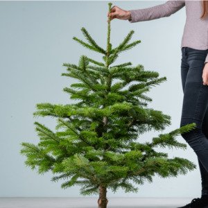 Weihnachtsbaum 1-1,25 m