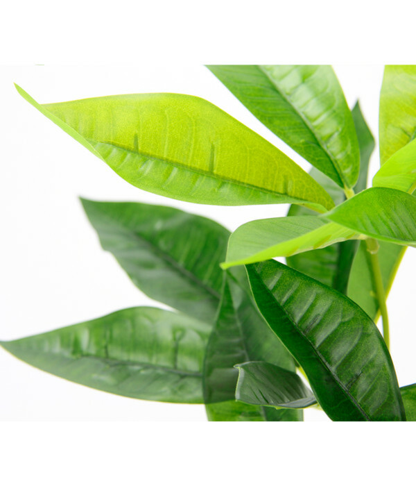 Bild 4 von I.GE.A Kunstpflanze Schefflera im Wasserhyazinthentopf, ca. H48 cm