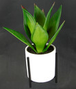 Bild 3 von I.GE.A Kunstpflanze Sukkulente im Keramiktopf mit Gestell, ca. H29 cm