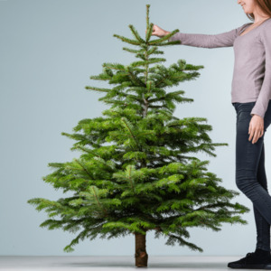Weihnachtsbaum 1,5-1,75 m