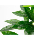 Bild 3 von I.GE.A Kunstpflanze Schefflera im Wasserhyazinthentopf, ca. H48 cm
