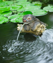 Bild 2 von Ubbink Schwimmender Polyresin-Wasserspeier Otter, ca. B21/H22/T19 cm