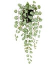 Bild 1 von I.GE.A Kunstpflanze Leuchterblume im Kunststofftopf, ca. H23 cm