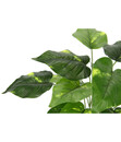 Bild 4 von I.GE.A Kunstpflanze Pothos im Wasserhyazinthentopf, ca. H40 cm
