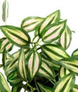 Bild 3 von I.GE.A Kunstpflanze Dreimasterblume Tradeskantia Zebrina im Kunststofftopf, ca. H23 cm