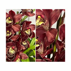 KEYZERS® Orchidee BORDEAUX CYMBIDIUM Neuheit, Rarität 1 Pflanze