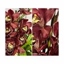 Bild 1 von KEYZERS® Orchidee BORDEAUX CYMBIDIUM Neuheit, Rarität 1 Pflanze