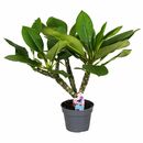 Bild 1 von ROOTZ PLANTS Plumeria Frangipani Hawaii, weiß ca. 55-70cm