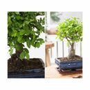 Bild 1 von KEYZERS® Bonsai Rarität 1 Pflanze