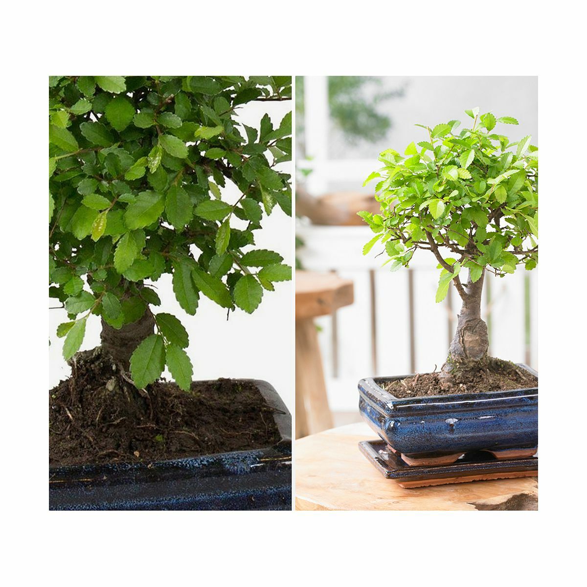 KEYZERS® Bonsai Rarität 1 Pflanze von QVC für 37,99 € ansehen!