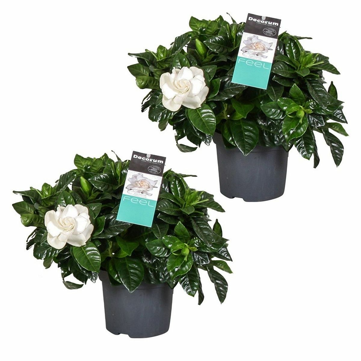 Bild 1 von ROOTZ PLANTS Gardenia Jasminoides 2er-Set ca. 20-30cm