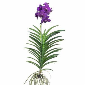 ROOTZ PLANTS Vanda Velvet Blackberry tropische Orchidee ca. 65-75cm