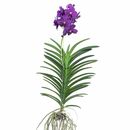 Bild 1 von ROOTZ PLANTS Vanda Velvet Blackberry tropische Orchidee ca. 65-75cm