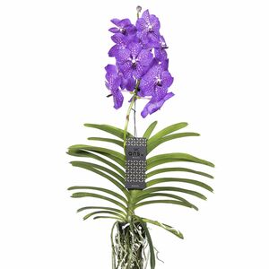 ROOTZ PLANTS Vanda New Blue tropische Orchidee ca. 55-65cm