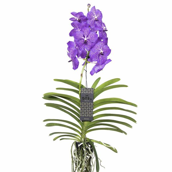 Bild 1 von ROOTZ PLANTS Vanda New Blue tropische Orchidee ca. 55-65cm