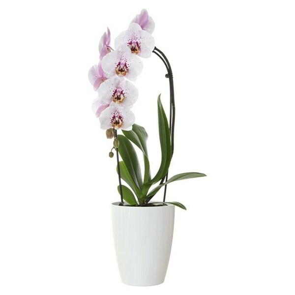 Bild 3 von Artevasi Orchideentopf Fiji