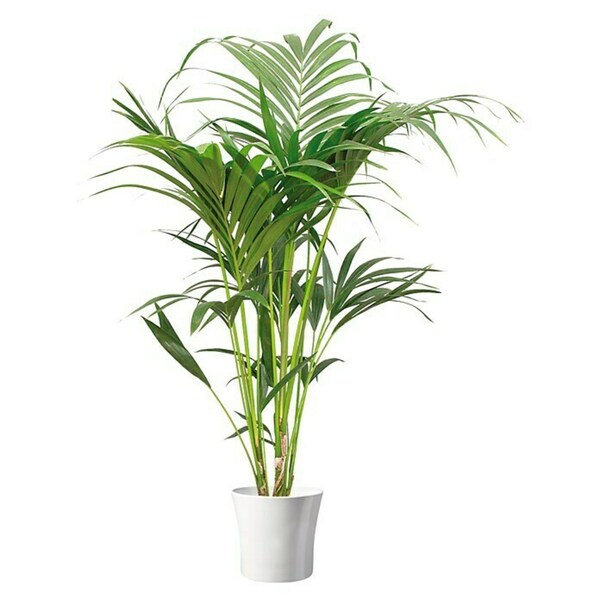 Bild 2 von Piardino Kentiapalme