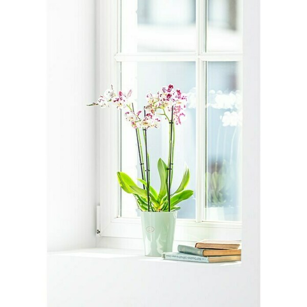 Bild 4 von Piardino Schmetterlingsorchidee