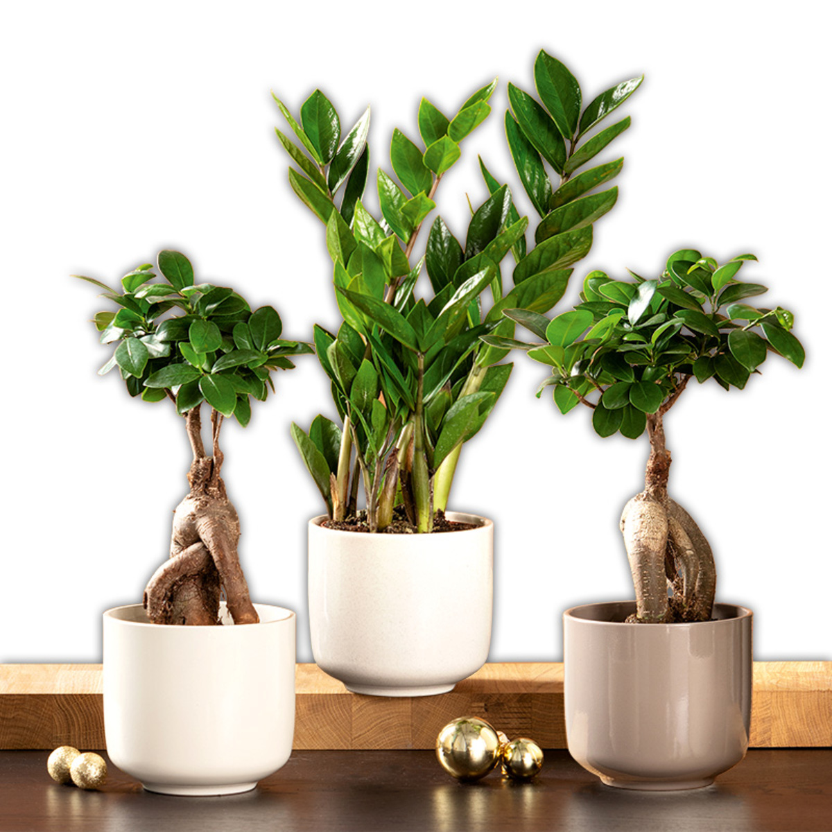 Bild 1 von Glücksfeder Zamioculcas / Ficus Ginseng