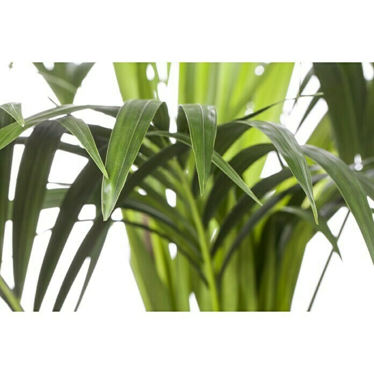 Bild 4 von Piardino Kentiapalme