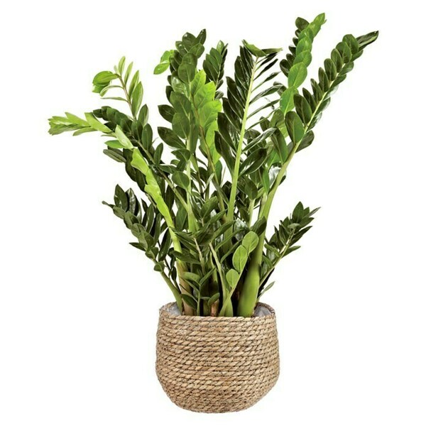 Bild 2 von Mica Decorations Pflanzkorb Jorck