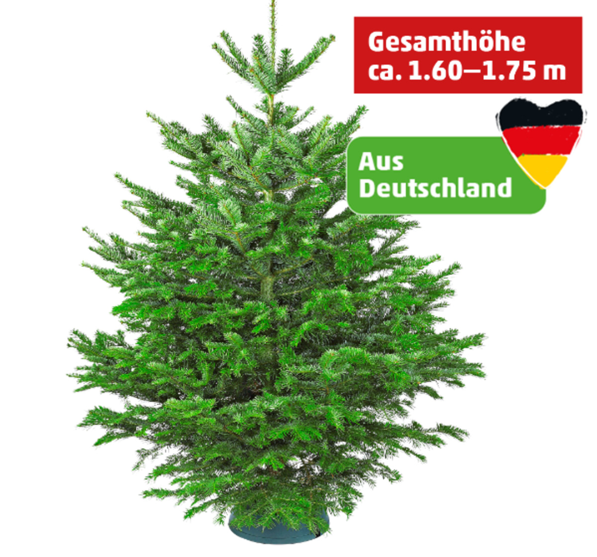 Bild 1 von Nordmanntanne*