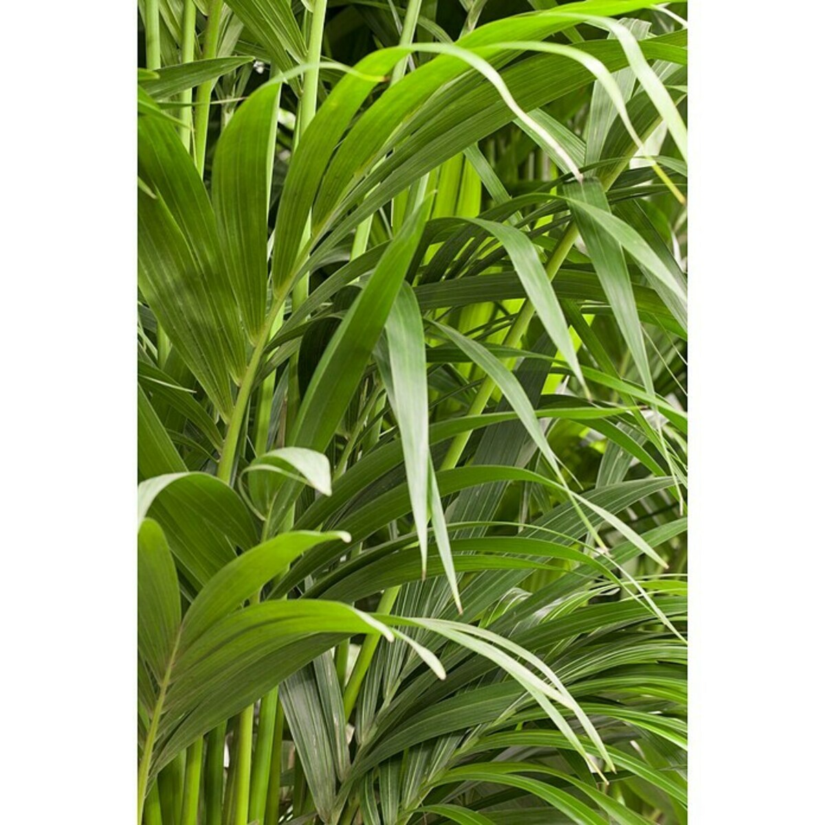 Bild 3 von Piardino Kentiapalme