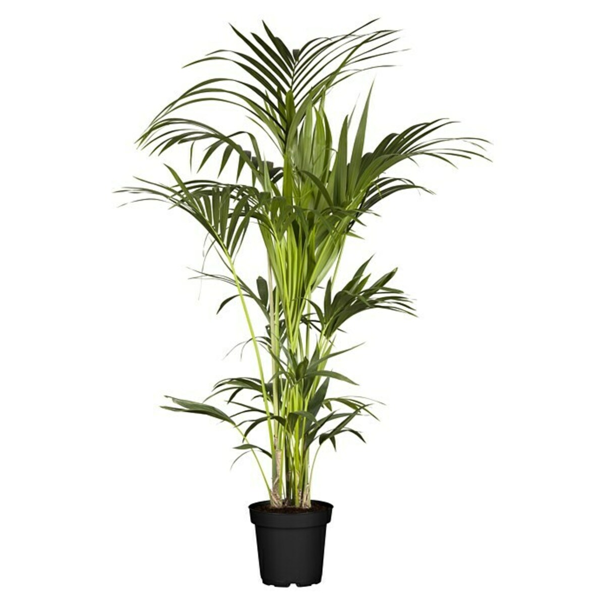 Bild 1 von Piardino Kentiapalme